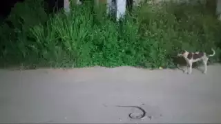 Pobladores aseguran que los terrenos abandonados se han convertido en hogar de serpientes