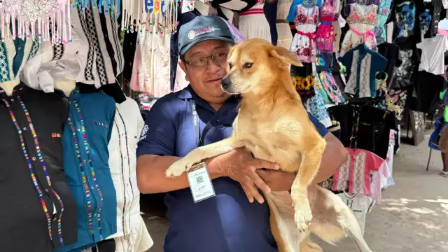 Cinco perros rescatados custodian la pirámide de Kukulcán, en la zona arqueológica de Chichén Itzá