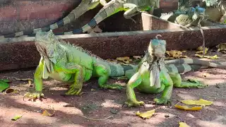  Santuario de iguanas deslumbra por su belleza en Ciudad del Carmen