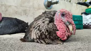  Cae un 80% la venta de pavos indios en Ciudad del Carmen   