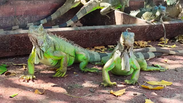 El verde es de las jóvenes y el naranja, de la etapa de reproducción