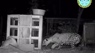 ¿Venganza? Exigen frenar la caza del jaguar tras ataques a mascotas en la Costa Maya