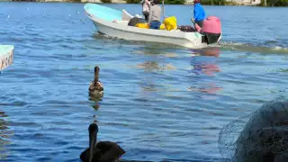 En Isla Arena, Calkiní, denuncian depredación con trampas peligrosas