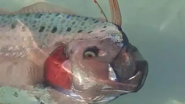 Un pez remo fue registrado en las costas de Baja California Sur