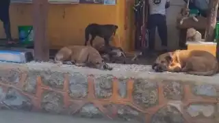 Refugio de mascotas en Holbox pide ayuda a la comunidad por escasez de recursos
