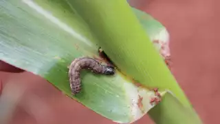 Gusano cogollero incrementa ventas de plaguicidas en Hopelchén 