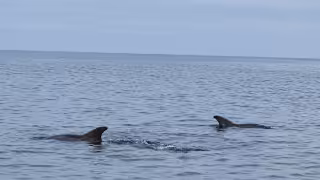 Captan a varios delfines nadando cerca del malecón de Campeche