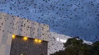 Enormes parvadas de golondrinas han sobrevolado el cielo de San Francisco de Campeche en días recientes.