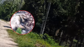 Un perro murió presuntamente electrocutado en la comunidad de Buena Vista, en Bacalar.