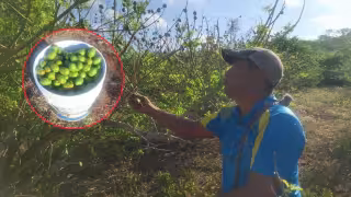 Productores destacan que la economía local depende de esta fruta.