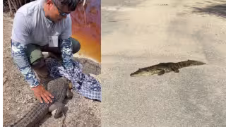 Cocodrilo sorprende a vecinos en zona residencial de Mahahual