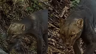 El felino fue registrado mediante una cámara trampa.