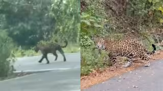 Reserva de la Biosfera de Calakmul registra más avistamientos de jaguar.