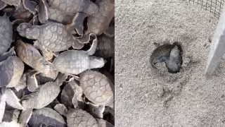 La temporada de anidación de tortuga carey se mantiene activa en el campamento Punta Xen, Champotón.