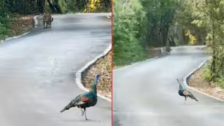 Guías locales captaron un encuentro inusual entre un jaguar y un pavo ocelado en plena carretera de Calakmul.