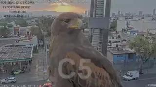 La aguililla de harris es una especie que se ha adaptado bien al ambiente urbanizado de la CDMX