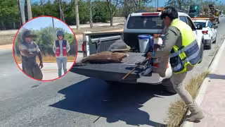 Rescatan venado cola blanca hallado en calles de Campeche