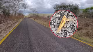 Apicultores y ganaderos alertaron por la presencia de los insectos.