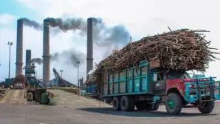 Productores de caña continúan enfrentando problemas económicos en Chetumal