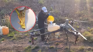 Detectan manga de langostas en Tenabo que abarcó hasta 7 hectáreas.