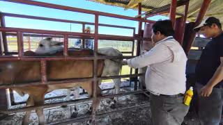 Campeche rebasa los mil 200 casos de gusano barrenador; perros, entre los más afectados