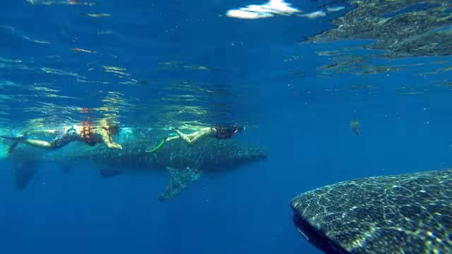 Isla Mujeres: Balance negativo en tours de avistamiento del tiburón ballena