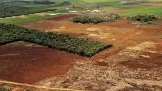 Hectáreas de árboles se han perdido por no obedecer las normas para talarlos.