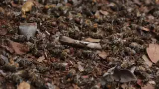 Problemas de deforestación y uso de agroquímicos agravan la situación.