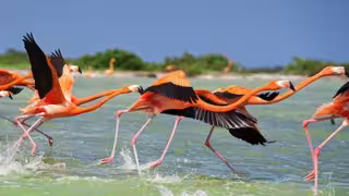 Advierten sanciones por perturbar flamencos en Ría Celestún
