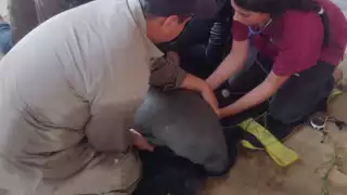 Rescatan manatí bebé desorientado en río Palizada