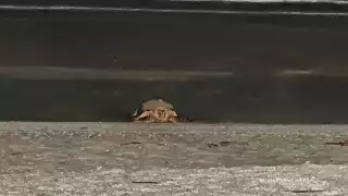Noche de esperanza en Carmen: tortuga carey anida en el Malecón Costero