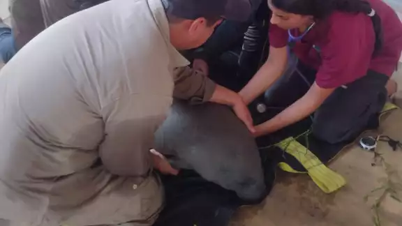 Ejemplar de manatí rescatado en Campeche es enviado a centro especializado Ejemplar de manatí rescatado en Campeche es enviado a centro especializado