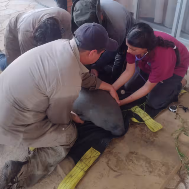 Ejemplar de manatí rescatado en Campeche es enviado a centro especializado