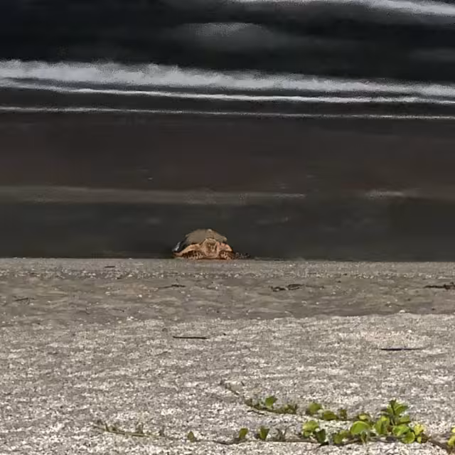 Ambientalistas protegen nido de tortuga carey en Playa Norte