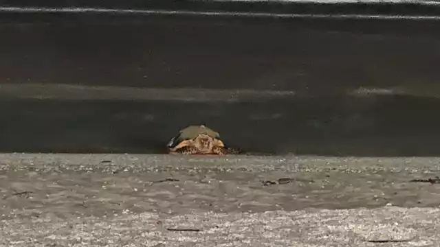 Ambientalistas protegen nido de tortuga carey en Playa Norte