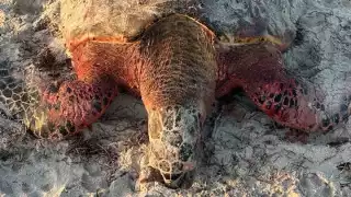 Denuncian presunto ataque de perros ferales a tortuga marina en Telchac Puerto 