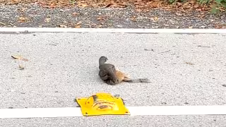 Puerta al Mar: carretera convertida en cementerio de fauna silvestr