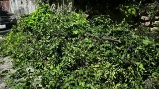 Reblandecimiento de tierra provoca caída de árboles en el barrio de Santa Ana, en Campeche