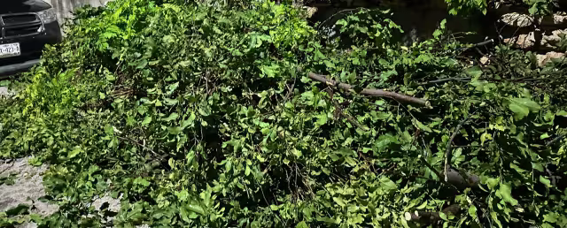 Árboles bloqueaban la circulación en Campeche