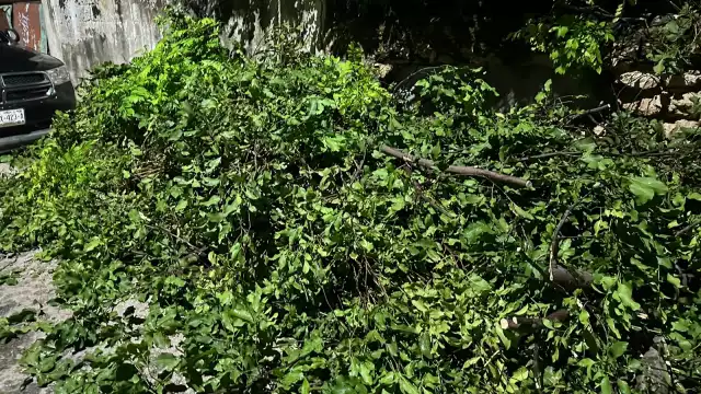 Árboles bloqueaban la circulación en Campeche