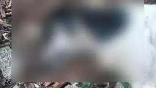 Al menos cuatro perros fallecieron tras ingerir alimento contaminado