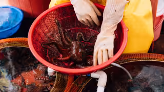 Pescadores de Yucatán esperan que el pulpo rescate la economía tras irregular temporada de langosta