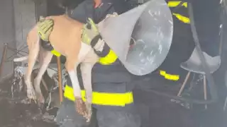 Elementos del Heroico Cuerpo de Bomberos rescataron al lomito de las llamas.