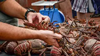 Comercialización de langosta en Yucatán, en crisis por la competencia de mercado