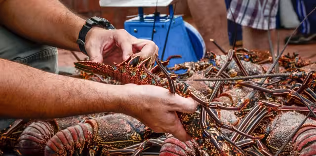 La comercialización del crustáceo yucateco enfrenta una crisis por la competencia del mercado