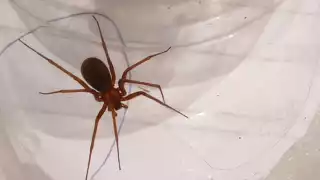 La araña se encontraba escondida entre montones de ropa
