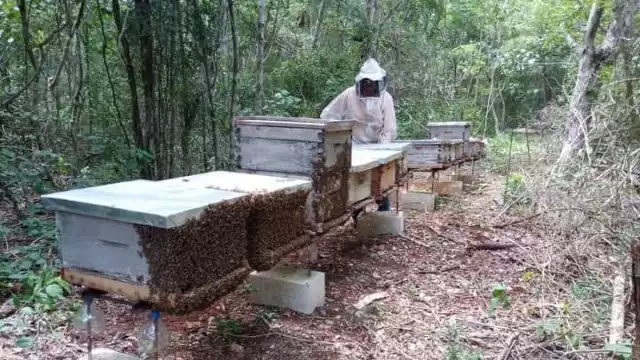 Los criadores de abejas tienen que desembolsar fuertes sumas de dinero para mantener las colmenas