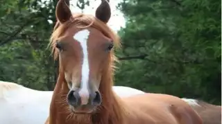  El cuerpo de un caballo presuntamente destripado es hallado sobre la carretera a Petectunich