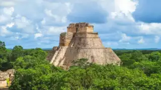 Los daños serían con la tala de más de 100 mil árboles