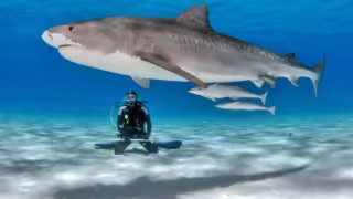 Playa del Carmen recibe a hembras de tiburón “Toro” durante el mes de noviembre.